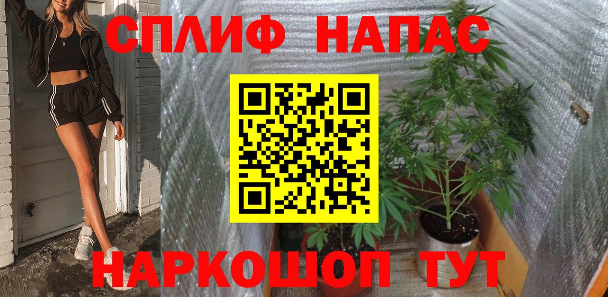 Каннабис планчик Кизляр